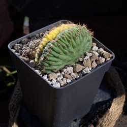 San Pedro LEMON...
