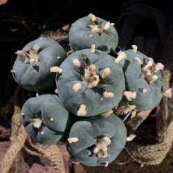 Lophophora diffusa la...