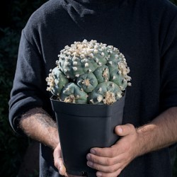 Peyote XXL-MONSTER Nr. 65 |...