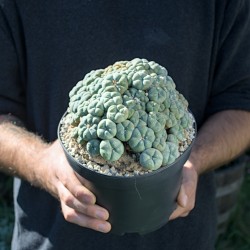 Lophophora williamsii 'La...