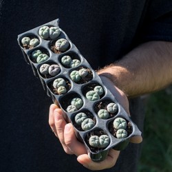 14 x Doppel-Peyote...