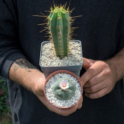 Set aus Lophophora williamsii (Peyote) und Trichocereus peruvianus (Peruanischer San Pedro) in Töpfen.
