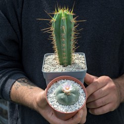 Set aus Lophophora williamsii (Peyote) und Trichocereus peruvianus (Peruanischer San Pedro) in Töpfen.