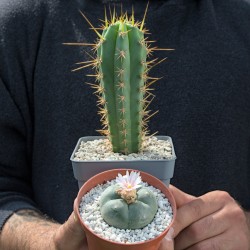 Set aus Lophophora williamsii (Peyote) und Trichocereus peruvianus (Peruanischer San Pedro) in Töpfen.