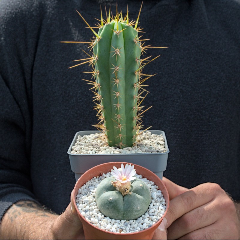 Set aus Lophophora williamsii (Peyote) und Trichocereus peruvianus (Peruanischer San Pedro) in Töpfen.
