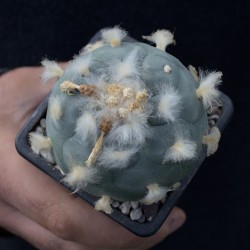 Lophophora diffusa aus Querétaro – Du erhältst genau die abgebildete Pflanze.
