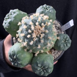 XXL Mutterpflanze der Lophophora Koehresii vom Standort San Bartolo mit mehreren Köpfen.