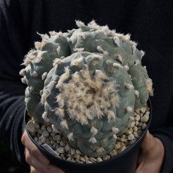 Lophophora williamsii - Peyote MONSTER Nr. 39 - Vielköpfiges Sammlerstück