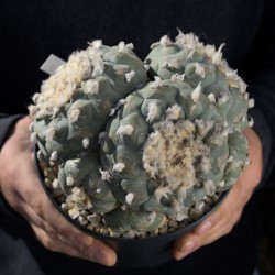 Lophophora williamsii - Peyote MONSTER Nr. 39 - Vielköpfiges Sammlerstück
