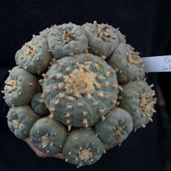 Lophophora fricii v. La Pa – Einzelstück mit vielen Nebenköpfe