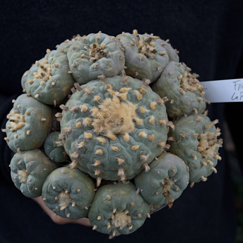 Lophophora fricii v. La Pa – Einzelstück mit vielen Nebenköpfe Lophophora fricii v. La Pa – Einzelstück mit vielen Nebenköpfe
