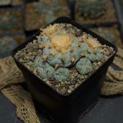 Lophophora fricii v. La Pa...