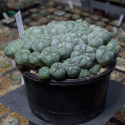 Lophophora williamsii 'La...
