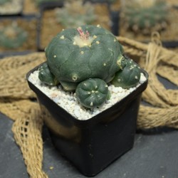 Lophophora Jourdaniana...