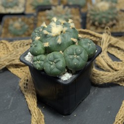 Lophophora Jourdaniana...