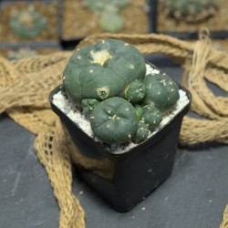 Lophophora Jourdaniana...