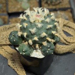 Lophophora Jourdaniana...