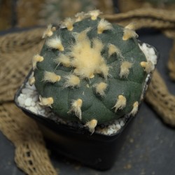 Lophophora Jourdaniana...
