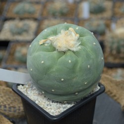 Einzelstück einer Lophophora diffusa vom Standort Peña Blanca in Querétaro