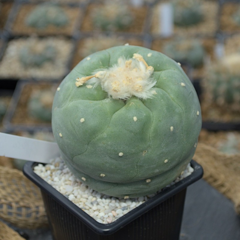 Einzelstück einer Lophophora diffusa vom Standort Peña Blanca in Querétaro Einzelstück einer Lophophora diffusa vom Standort Peña Blanca in Querétaro