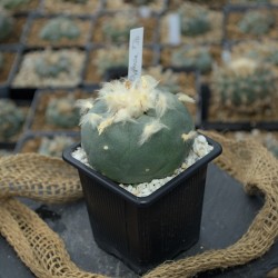 Lophophora Diffusa Toliman...