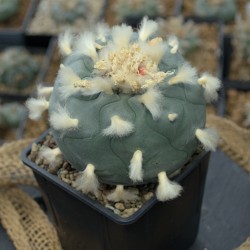 Lophophora Diffusa, Rio...