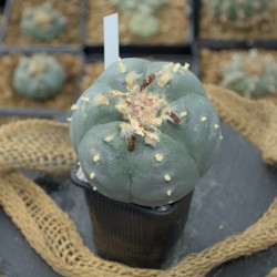 Einzigartiger Lophophora williamsii (Peyote) aus San Luis Potosí (SLP) – über 15 Jahre alt.