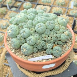 Großer Lophophora jourdaniana Cluster mit vielen kleinen Köpfen, ca. 22x19cm groß.