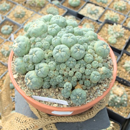 Großer Lophophora jourdaniana Cluster mit vielen kleinen Köpfen, ca. 22x19cm groß.