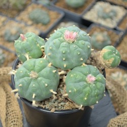 Einzelstück des Lophophora williamsii v. Huizache Kaktus mit sichtbarer Wuchsform.