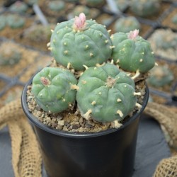 Einzelstück des Lophophora williamsii v. Huizache Kaktus mit sichtbarer Wuchsform.