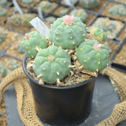 Peyote v. Huizache,...