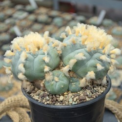 Über 15 Jahre alter Lophophora williamsii aus Zacatecas mit fünf Köpfen.