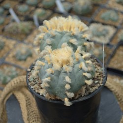 Über 15 Jahre alter Lophophora williamsii aus Zacatecas mit fünf Köpfen.