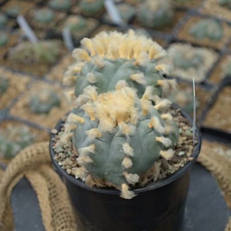 Über 15 Jahre alter Lophophora williamsii aus Zacatecas mit fünf Köpfen.