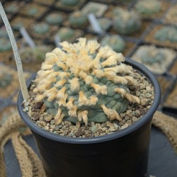Originalabbildung: Lophophora williamsii v. Saltillo-Monclova – seltenes Einzelstück