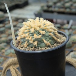 Originalabbildung: Lophophora williamsii v. Saltillo-Monclova – seltenes Einzelstück
