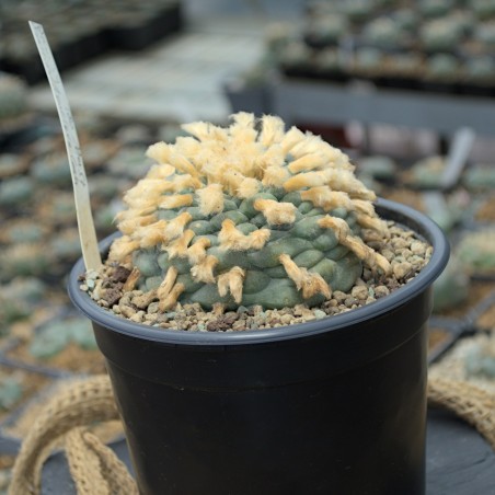 Originalabbildung: Lophophora williamsii v. Saltillo-Monclova – seltenes Einzelstück