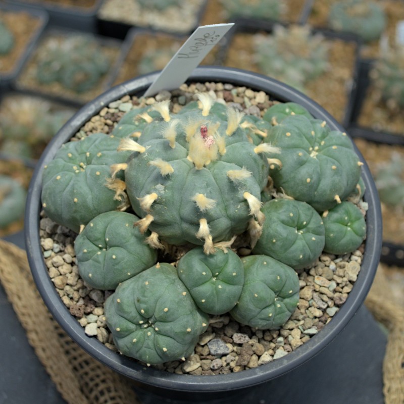 Einzelstück des Lophophora williamsii v. Huizache Kaktus mit sichtbarer Wuchsform. Einzelstück des Lophophora williamsii v. Huizache Kaktus mit sichtbarer Wuchsform.