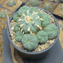 Einzelstück des Lophophora williamsii v. Huizache Kaktus mit sichtbarer Wuchsform.