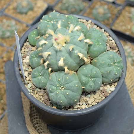 Einzelstück des Lophophora williamsii v. Huizache Kaktus mit sichtbarer Wuchsform.