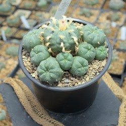 Maße der Pflanze:

Hauptkopf: ca. 4,7cm

Nebenköpfe: 11 Stk. 

Größe der Nebenköpfe:  bis 2,4cm