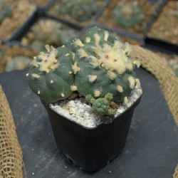 Lophophora Jourdaniana...