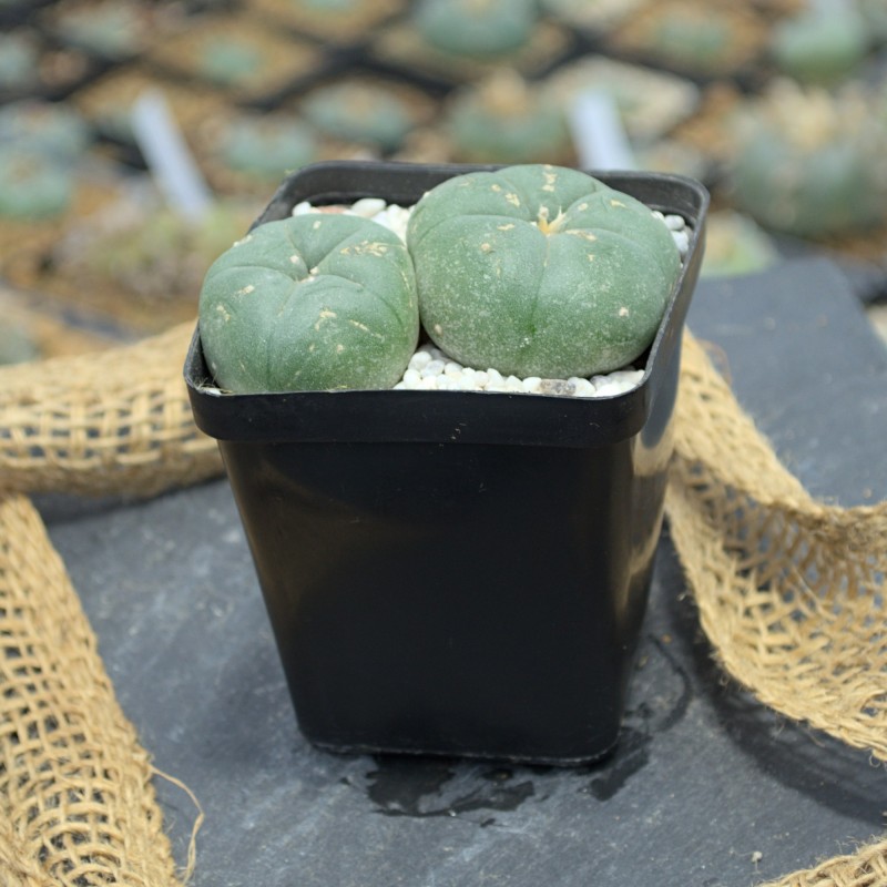 Lophophora williamsii Doppelkopf (4,5cm und 3,5cm) in mineralischem Substrat Lophophora williamsii Doppelkopf (4,5cm und 3,5cm) in mineralischem Substrat