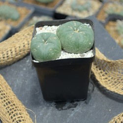 Lophophora williamsii Doppelkopf (4,5cm und 3,5cm) in mineralischem Substrat