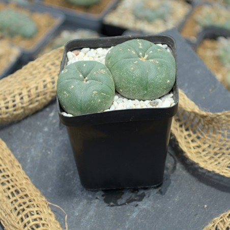 Lophophora williamsii Doppelkopf (4,5cm und 3,5cm) in mineralischem Substrat