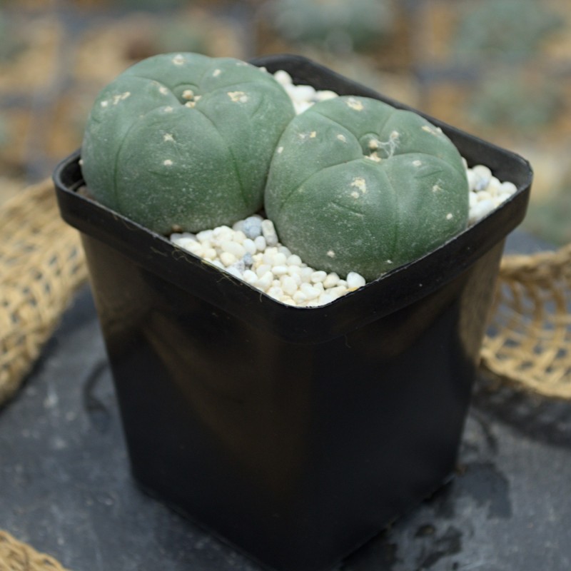 Lophophora williamsii Doppelkopf Lophophora williamsii Doppelkopf