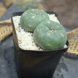 Lophophora williamsii Doppelkopf