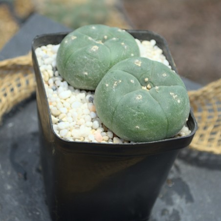 Lophophora williamsii Doppelkopf