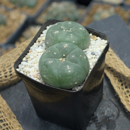 Lophophora williamsii Doppelkopf
